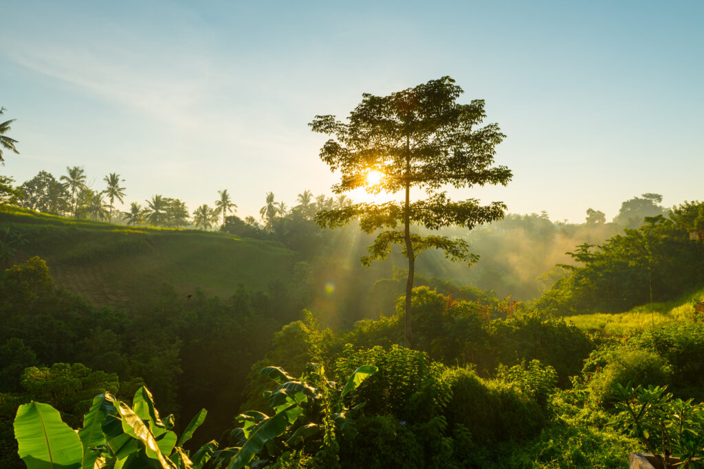 sunrise-bali-jungle-1024x683 Como a Natureza e o Ar Livre Podem Ajudar na Recuperação Mental