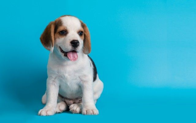 cuidados-filhote-de-cachorro-1 Cinofobia: Entendendo e Superando o Medo de Cachorros