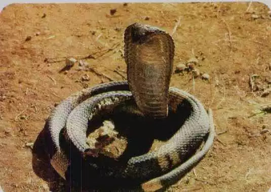ofidio Ofidiofobia: Compreendendo o Medo de Cobras, Sua Estrutura Psicológica e os Avanços no Tratamento