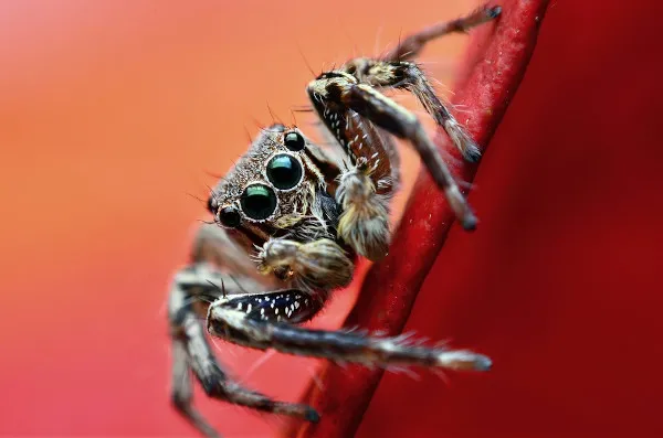vista-aproximada-de-uma-aranha-mostrando-detalhes-dos-olhos-e-pernas Aracnofobia: Entendendo o Medo de Aranhas sob a Perspectiva Científica