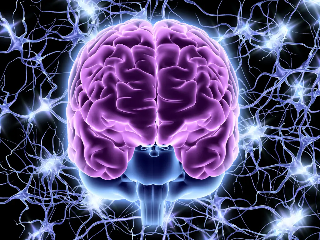 instituto-onari-blog-neuroplasticidade Neuroplasticidade: Como o Cérebro se Transforma ao Longo da Vida