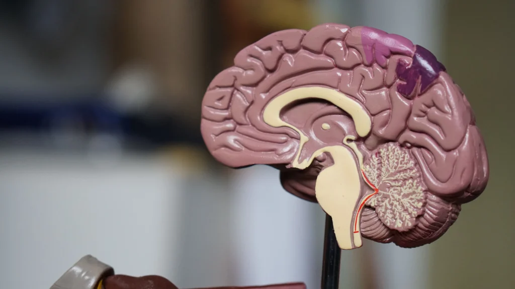 robina-weermeijer-3KGF9R_0oHs-unsplash-1024x576 Alzheimer Precoce em Adultos com Menos de 50 Anos: Sintomas, Diagnóstico e Tratamentos Atuais